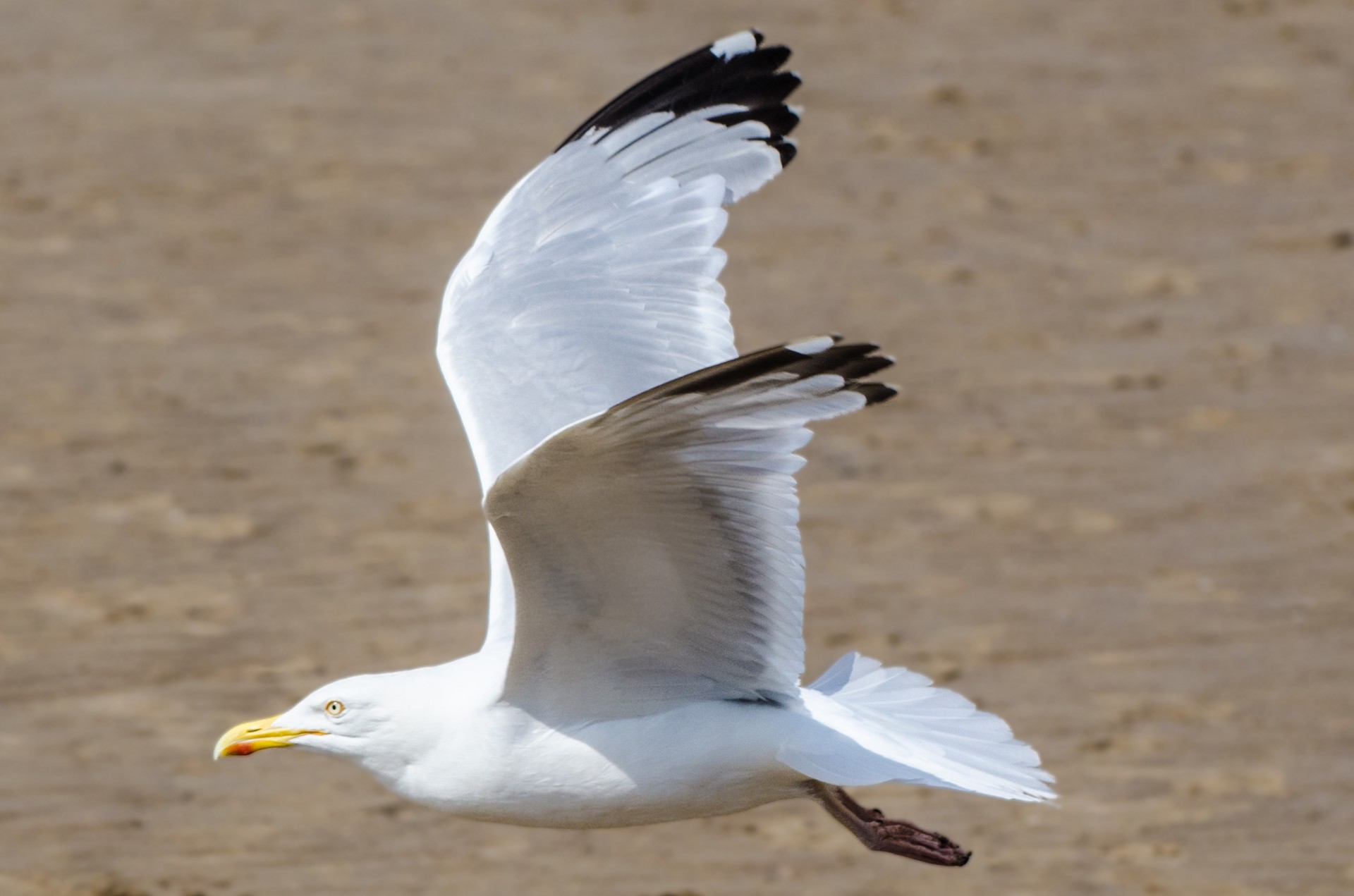 seagull bird aviator free photo