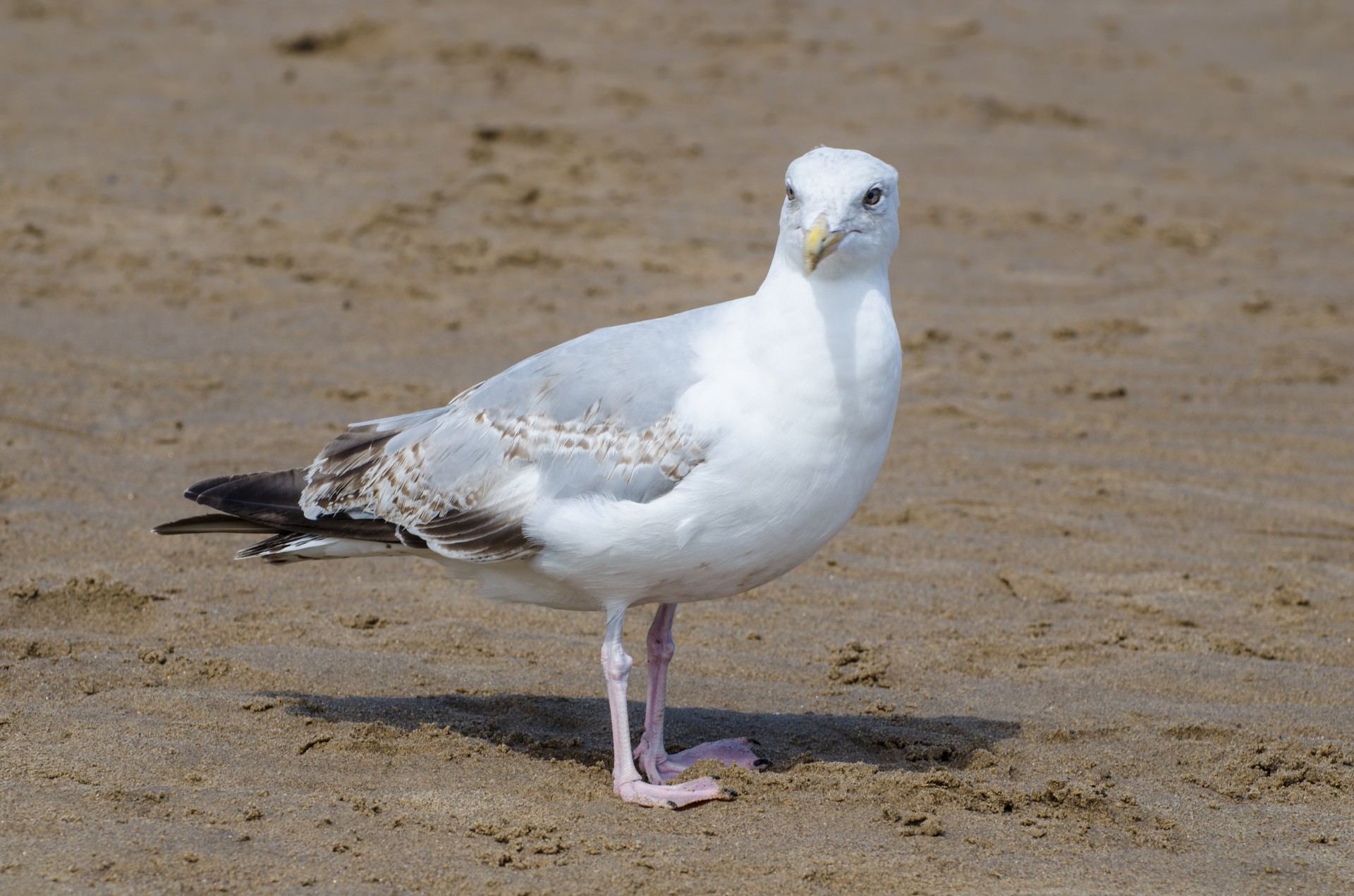 seagull bird aviator free photo