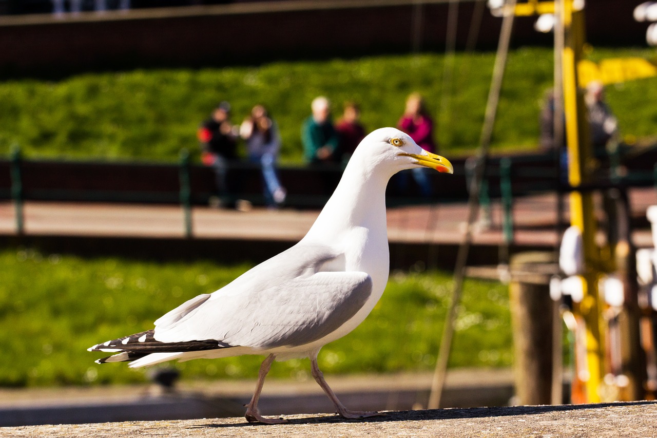 seagull bird sea free photo