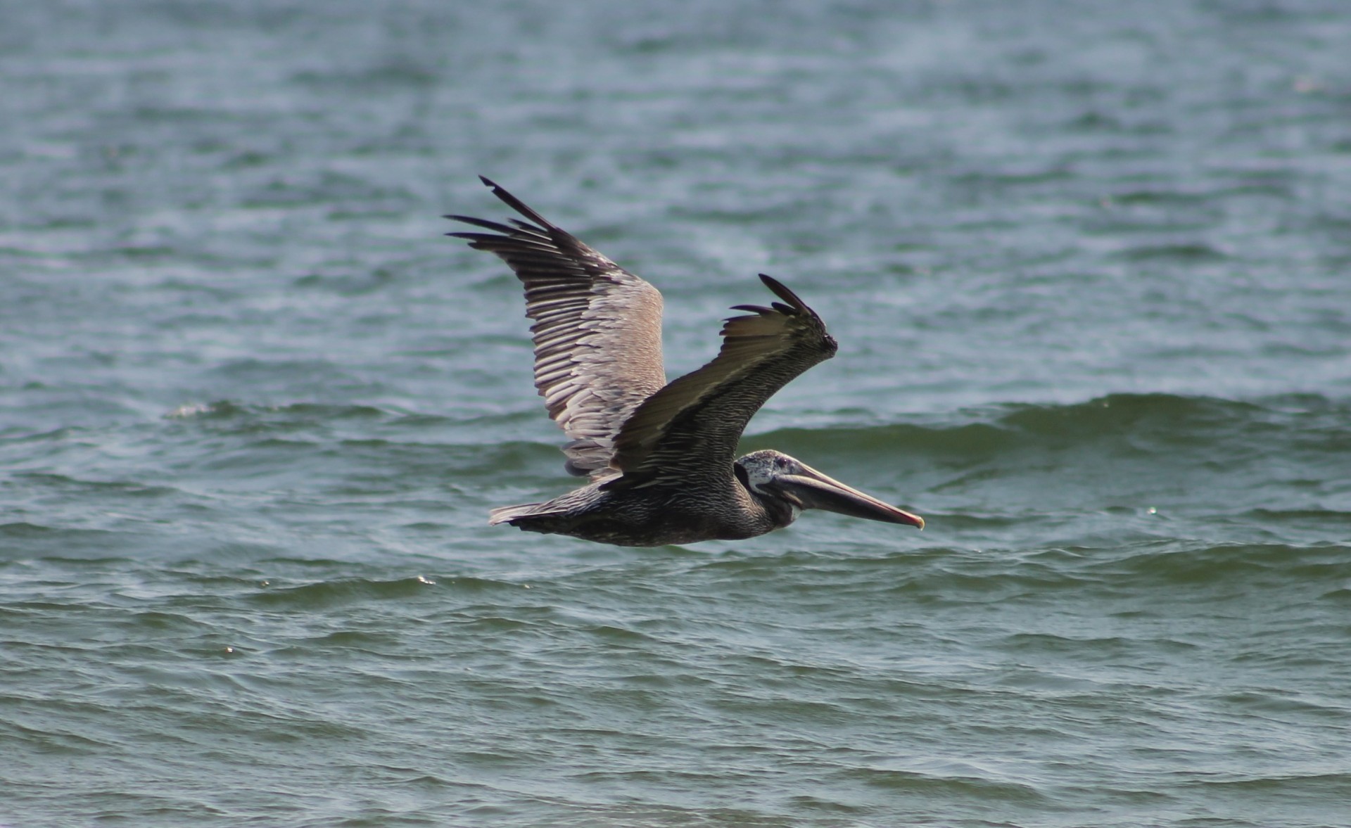 seagull bird flying free photo