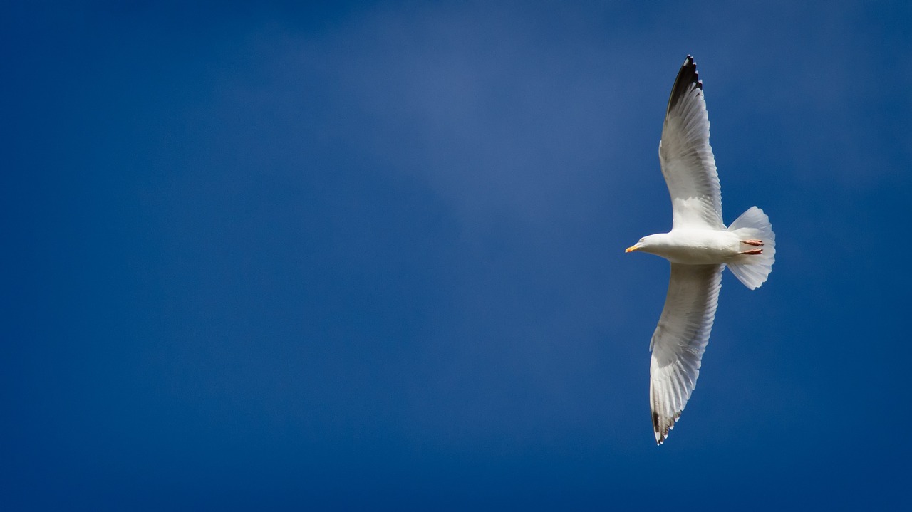 seagull sky blue free photo