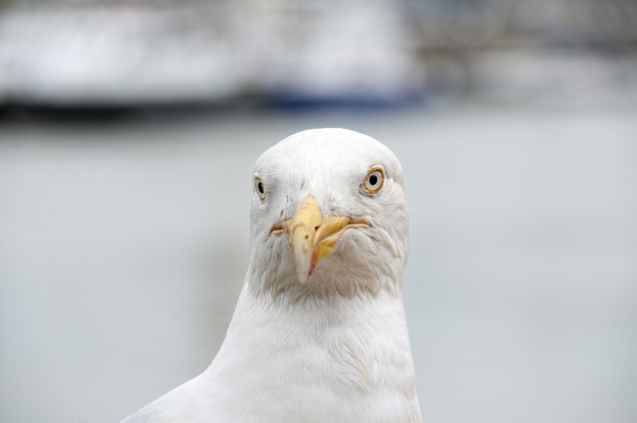 seagull bird sea ​​bird free photo