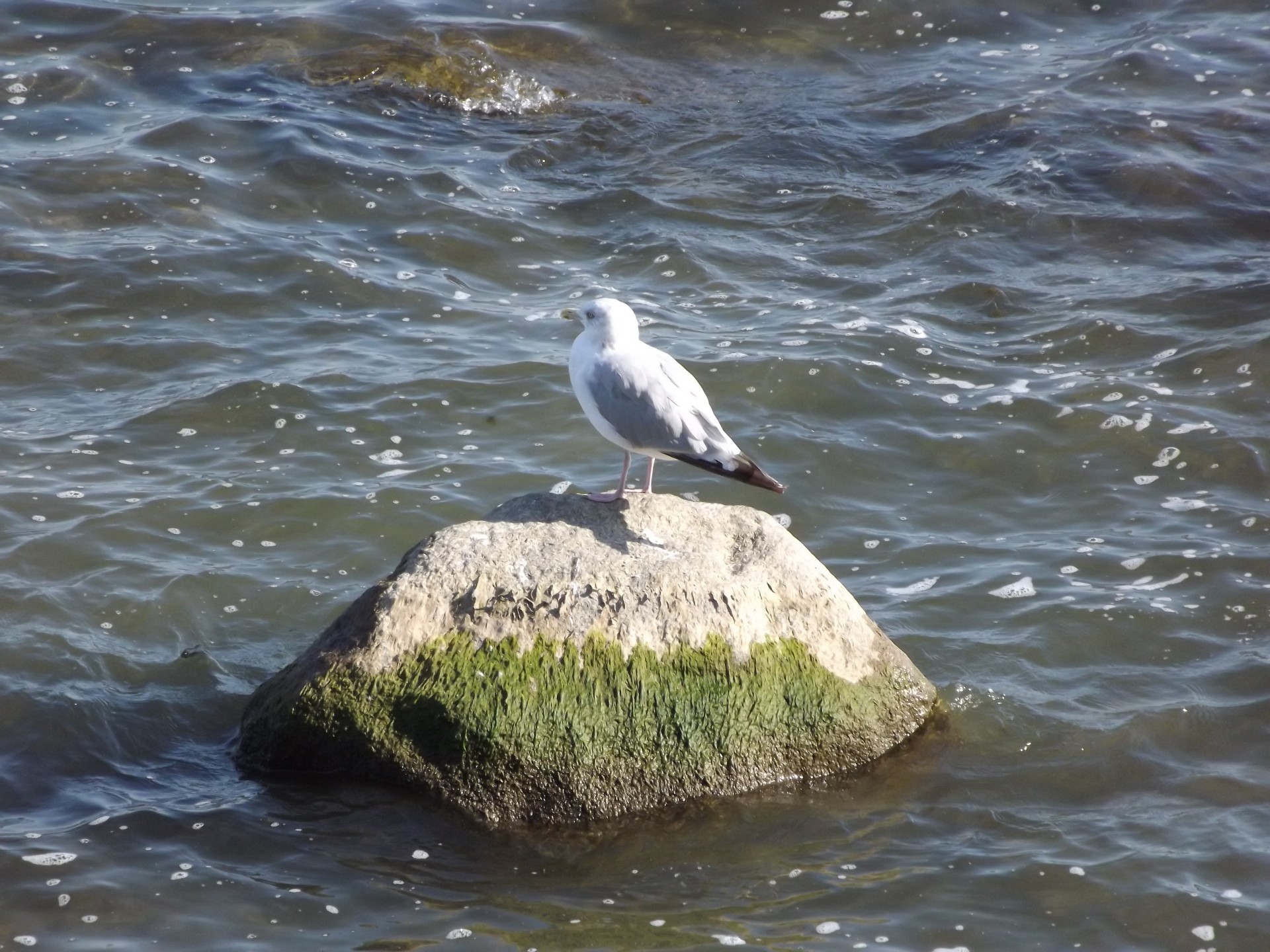 seagull rock moss free photo