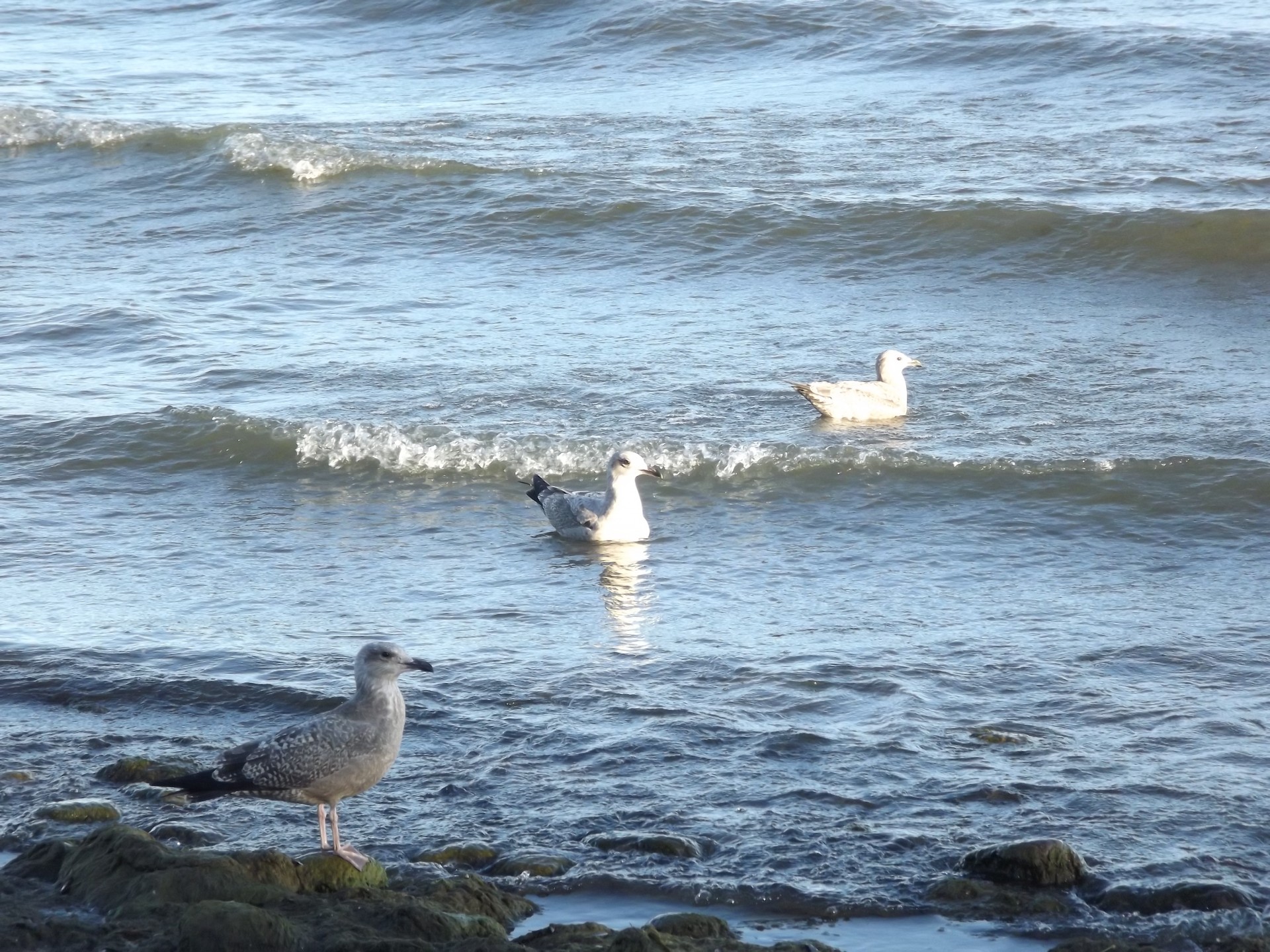 seagulls lake summer free photo