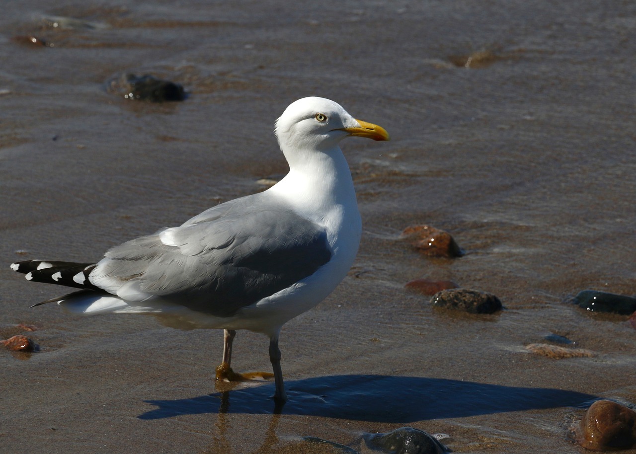 seagull baltic sea bird free photo