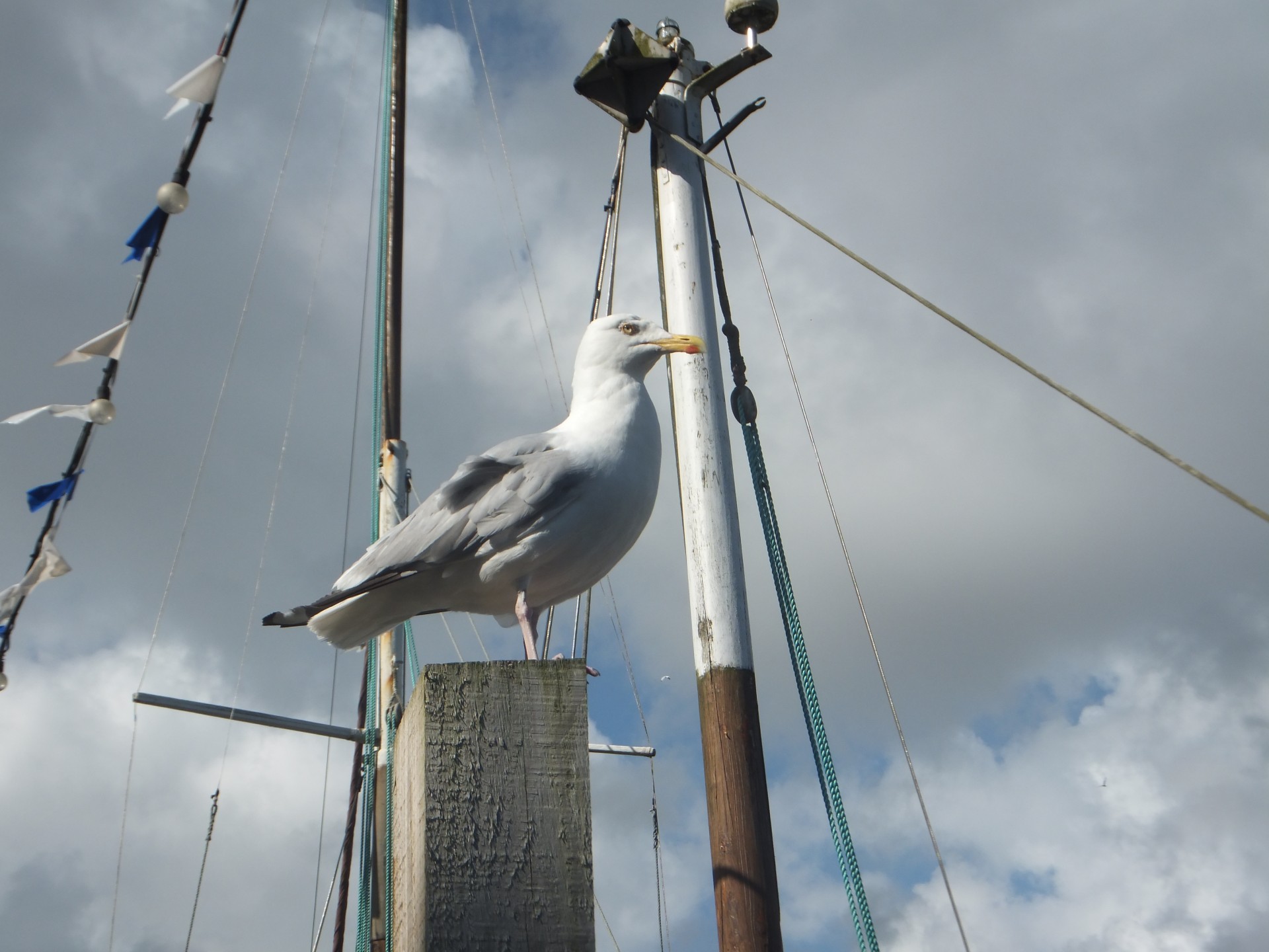 seagull bird sea free photo