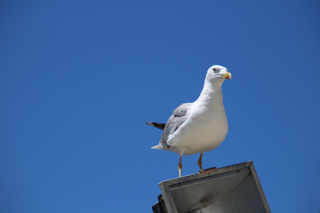 seagull lantern sky free photo