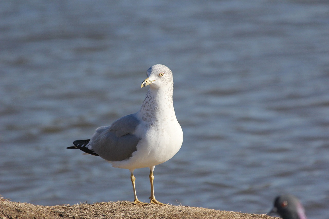 seagull bird gull free photo