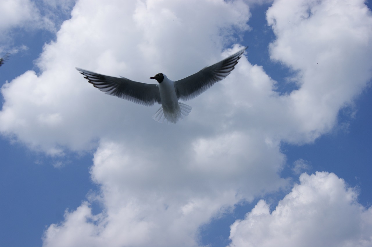 seagull birds sky free photo