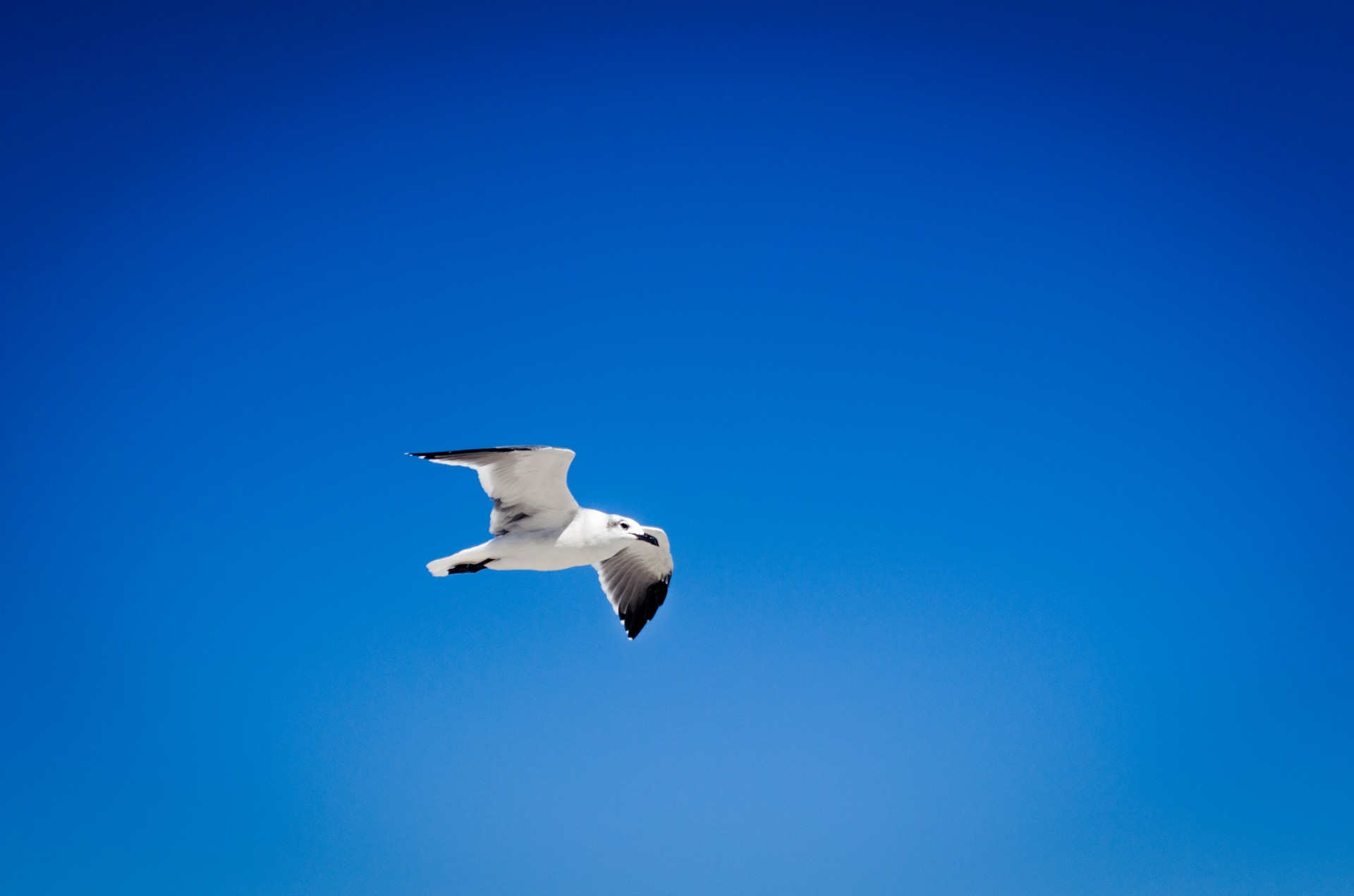 seagull beach sky free photo
