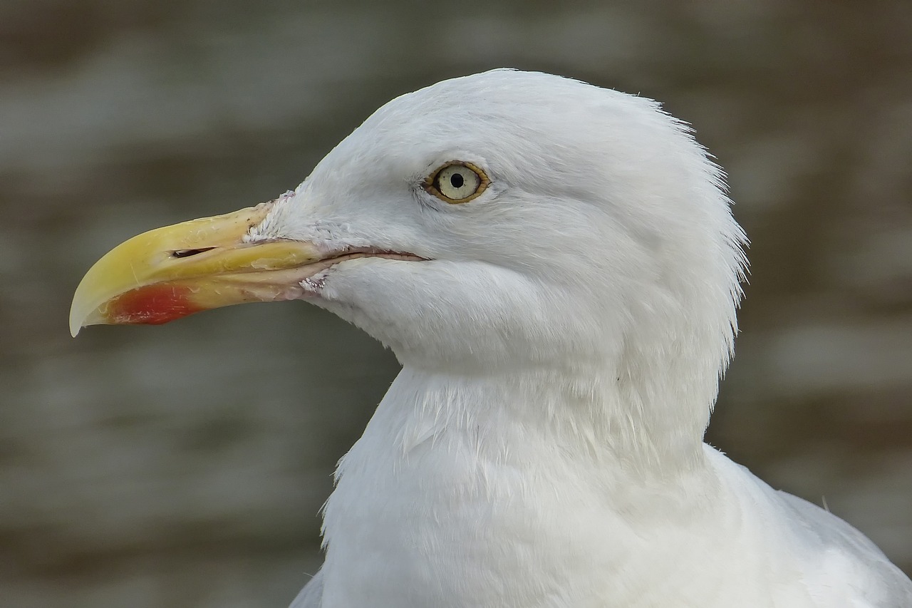 seagull gulls head bill free photo