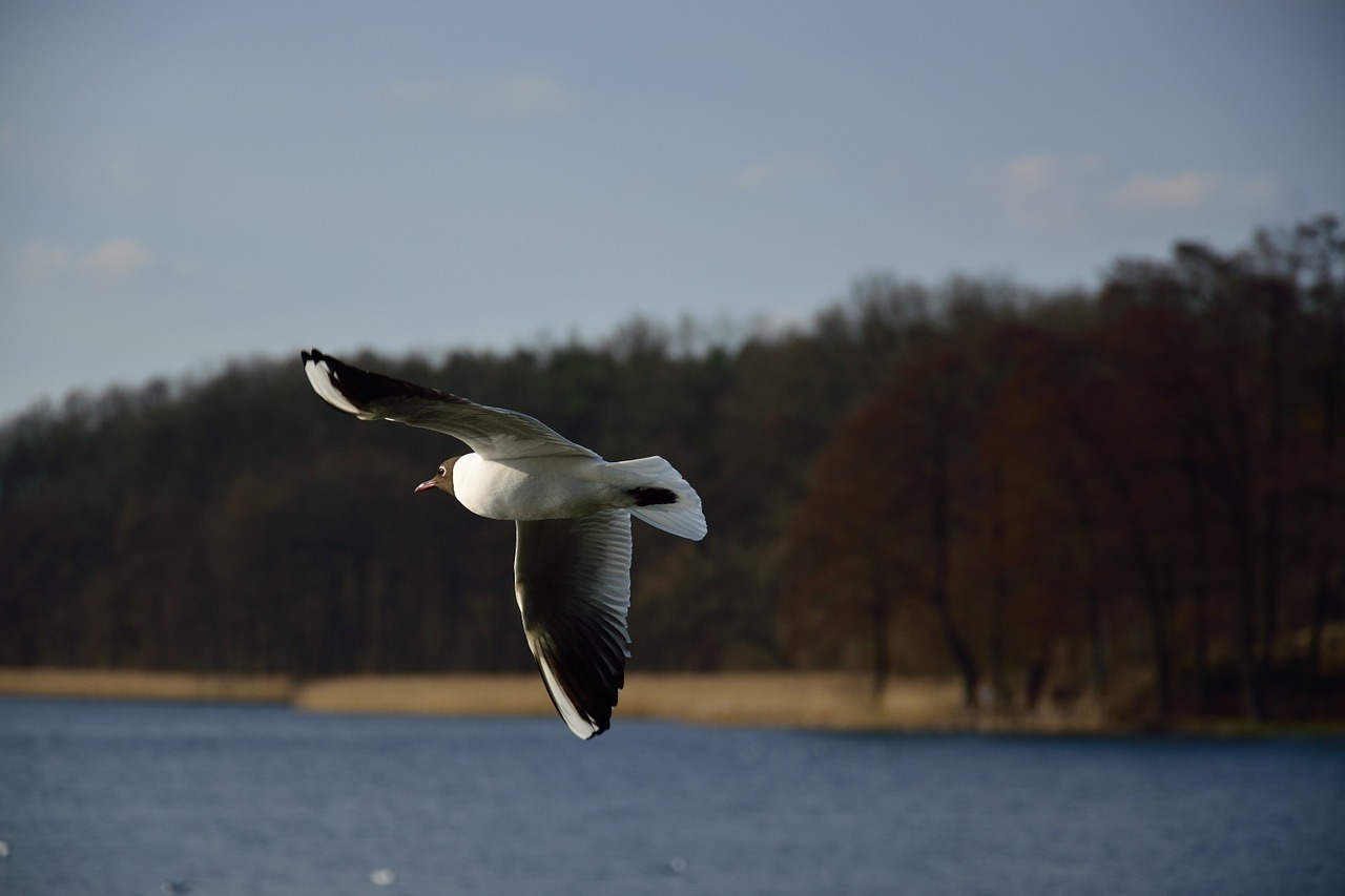 seagull bird flight free photo