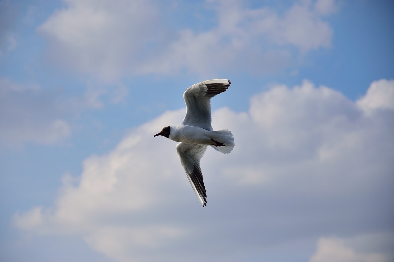 seagull bird flight free photo