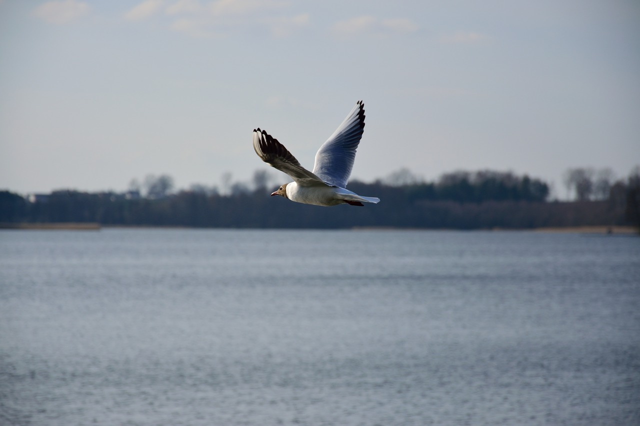 seagull bird flight free photo