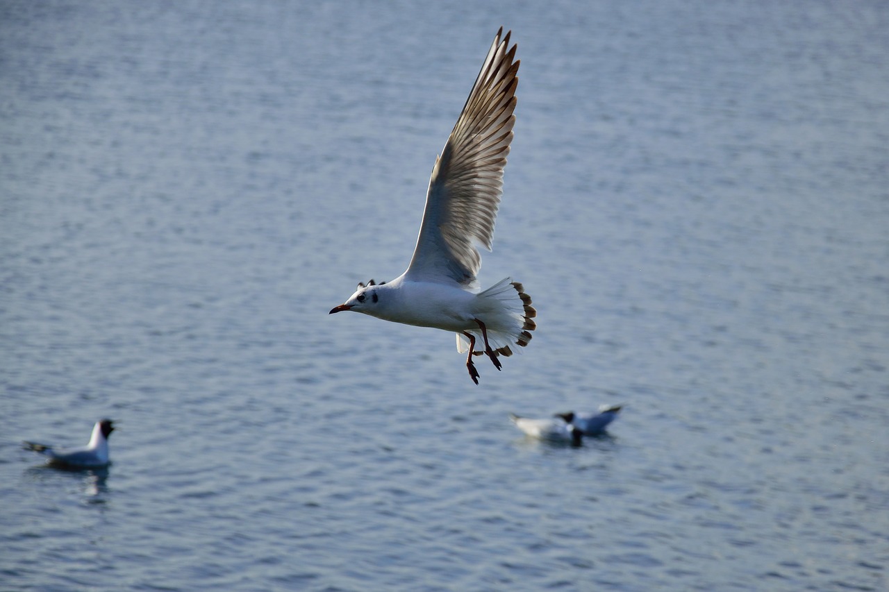 seagull bird flight free photo