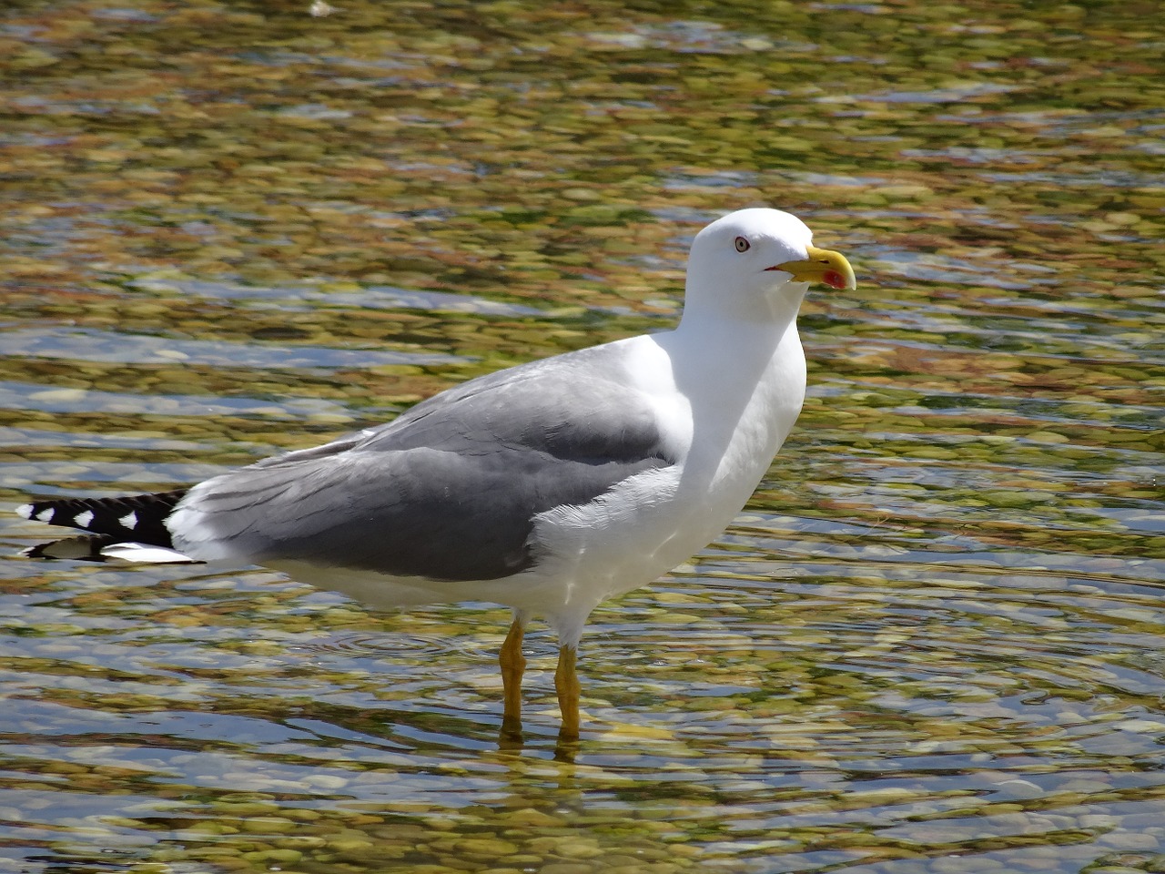 seagull sea ​​bird birds free photo