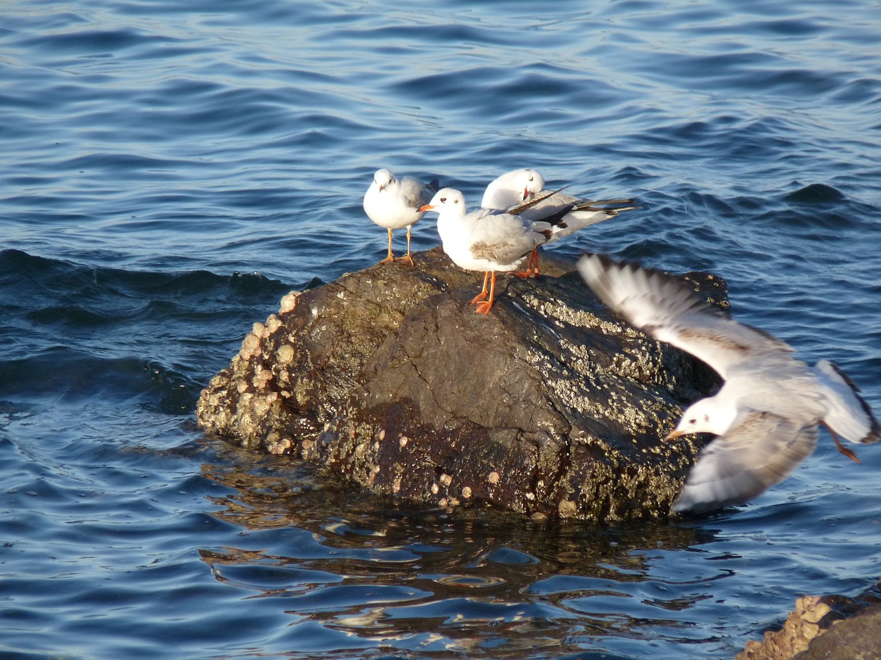 seagull sea cliff free photo