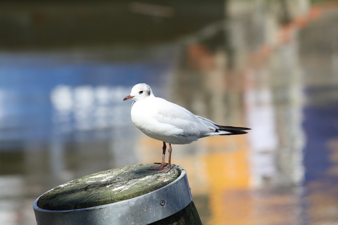 seagull water bird free photo