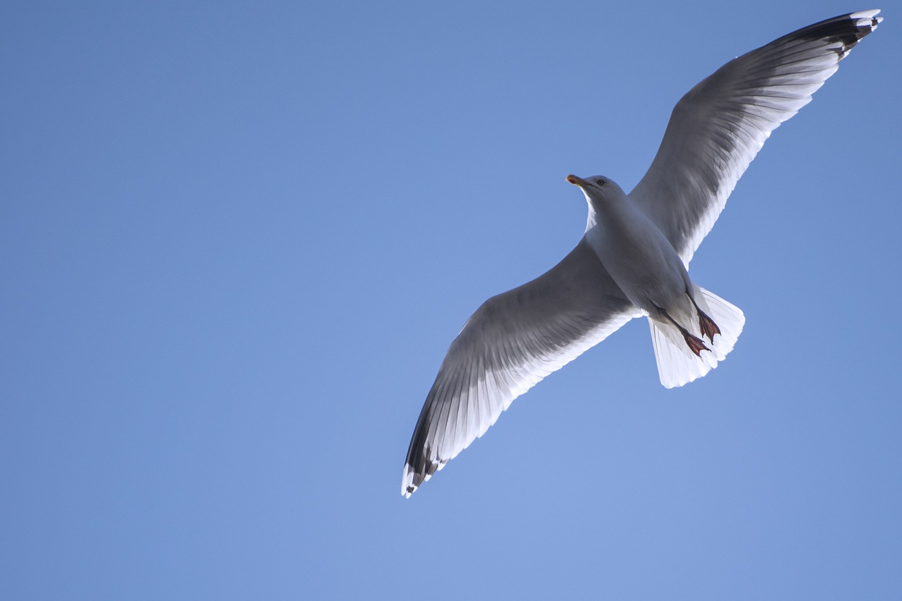 seagull sky flying free photo