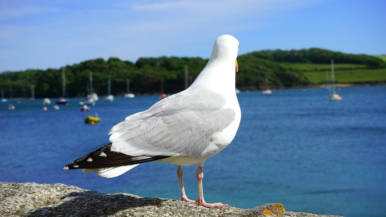 seagull sea bird free photo