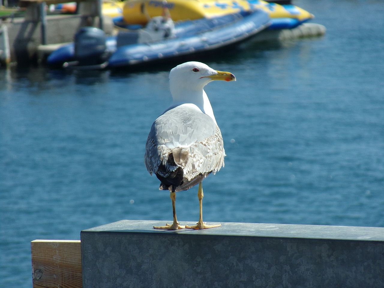 seagull sea bird free photo