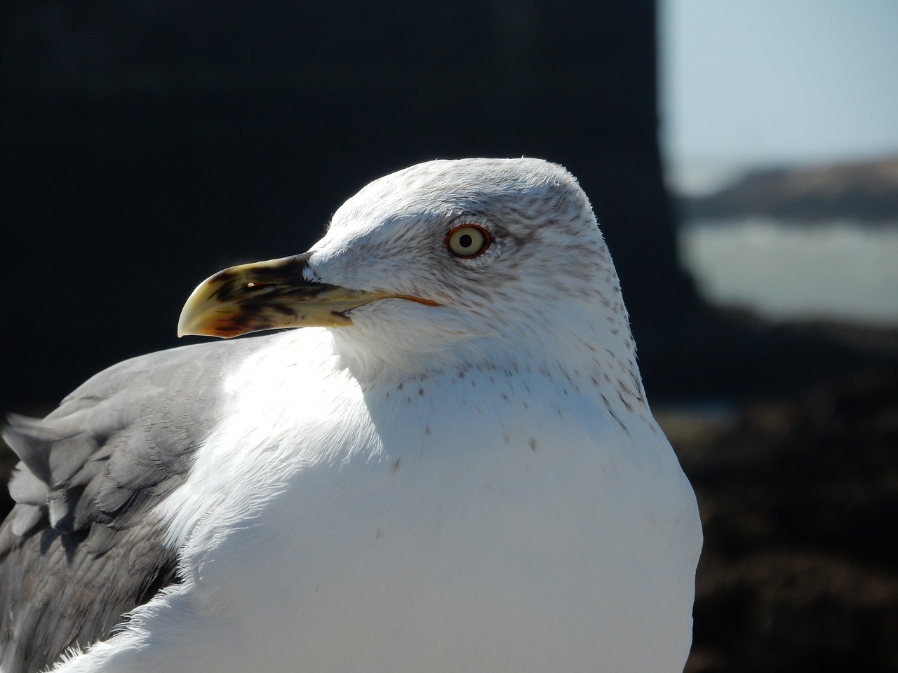 seagull holidays nature free photo