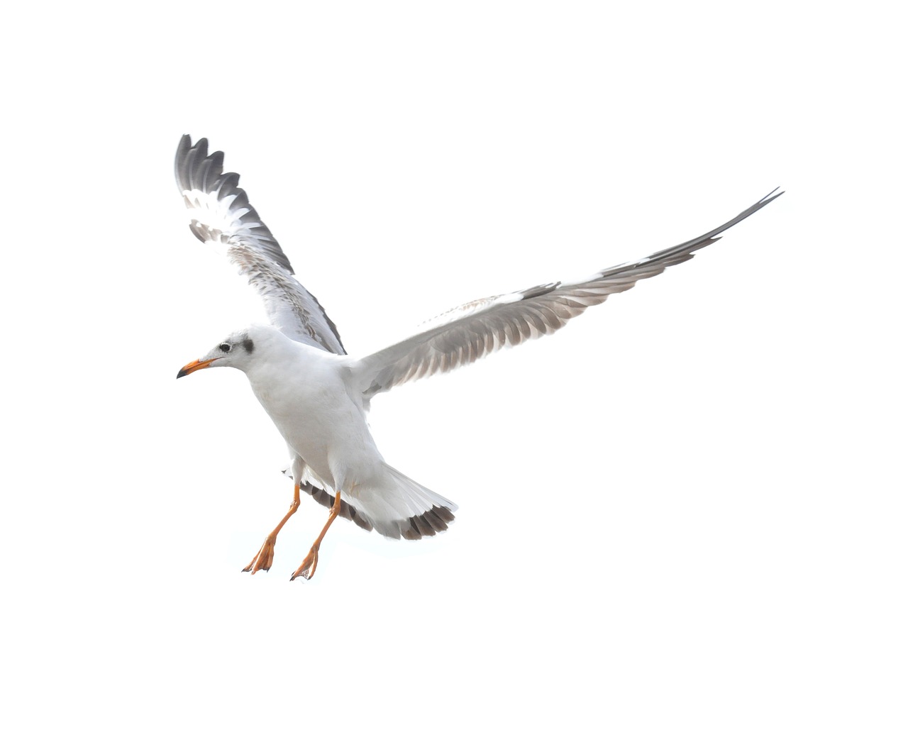 seagull flying beach free photo