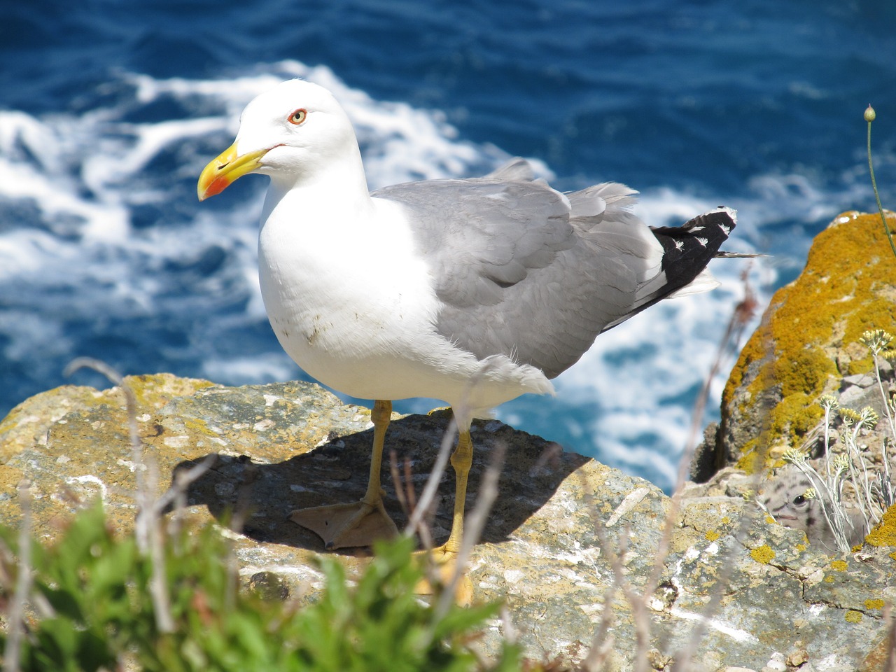 seagull sea rock free photo