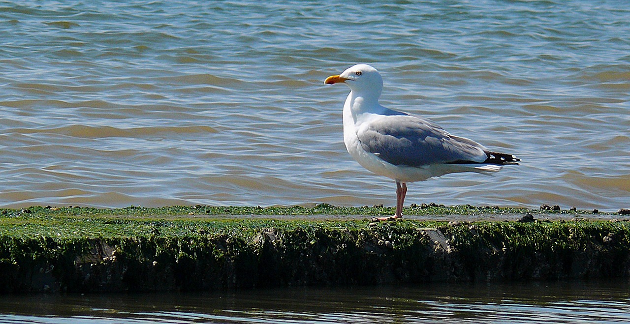 seagull water bird sea free photo