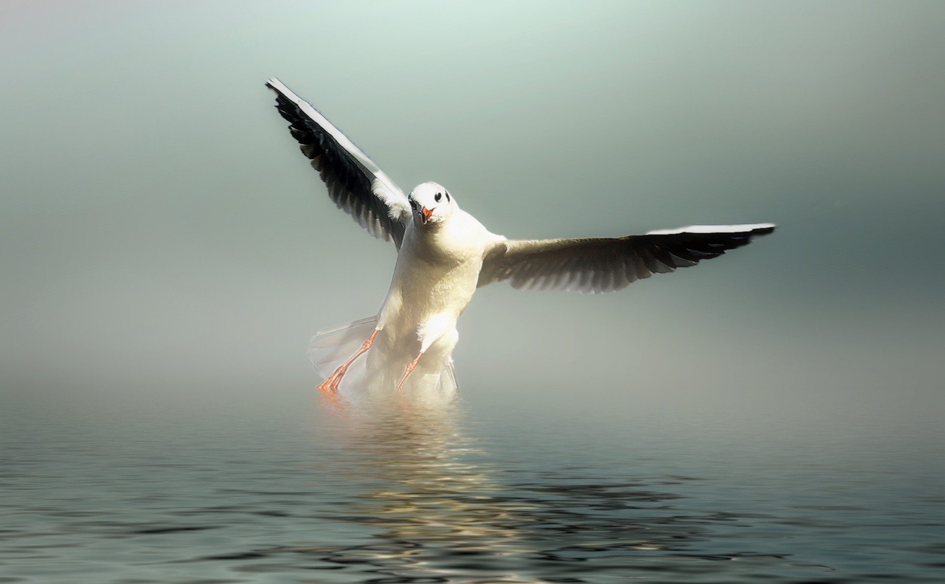 sea seagull seascape free photo