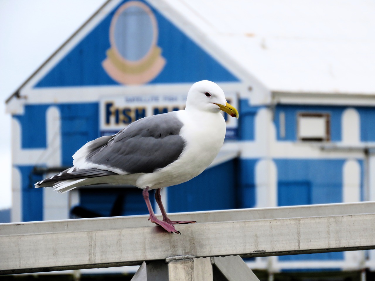 seagull fish market sea free photo