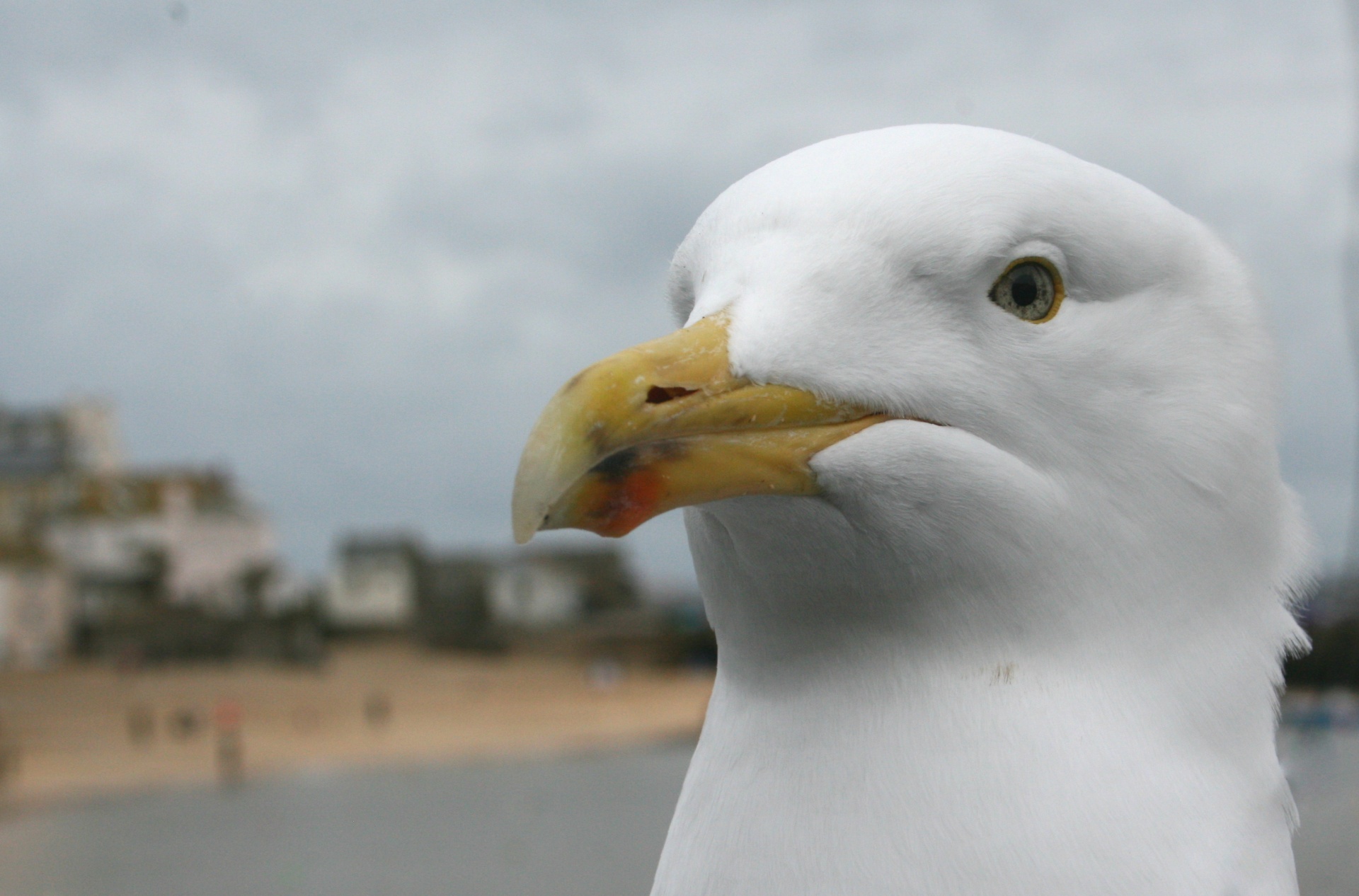 seagull seaside uk free photo