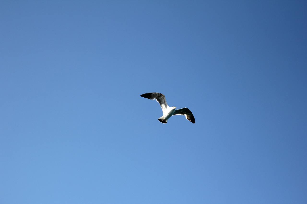 seagull bird in flight free photo