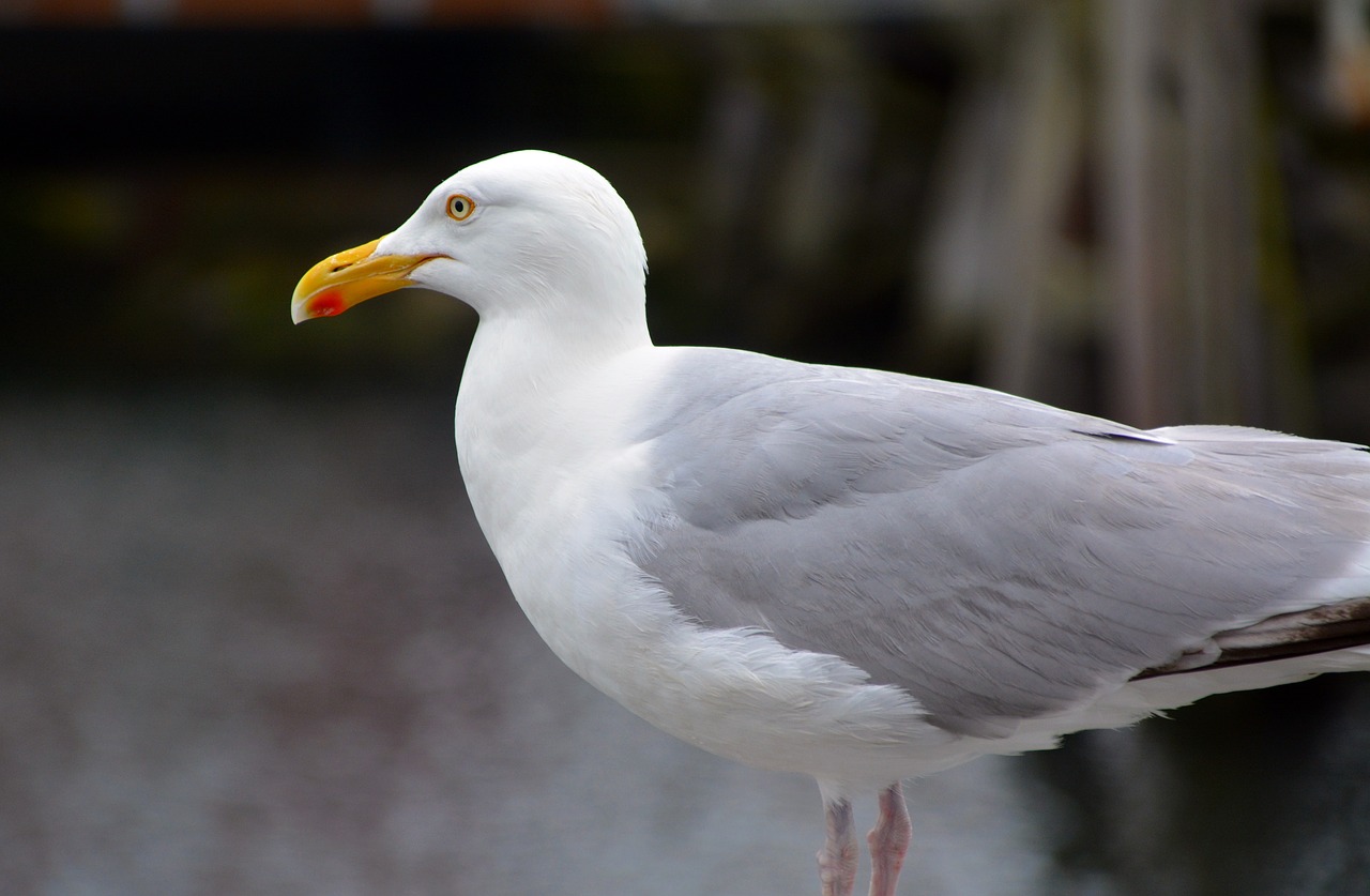 seagull bird animal free photo