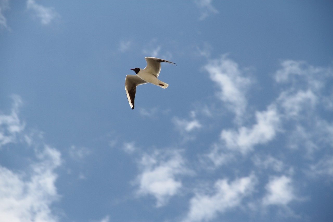 seagull bird flight free photo