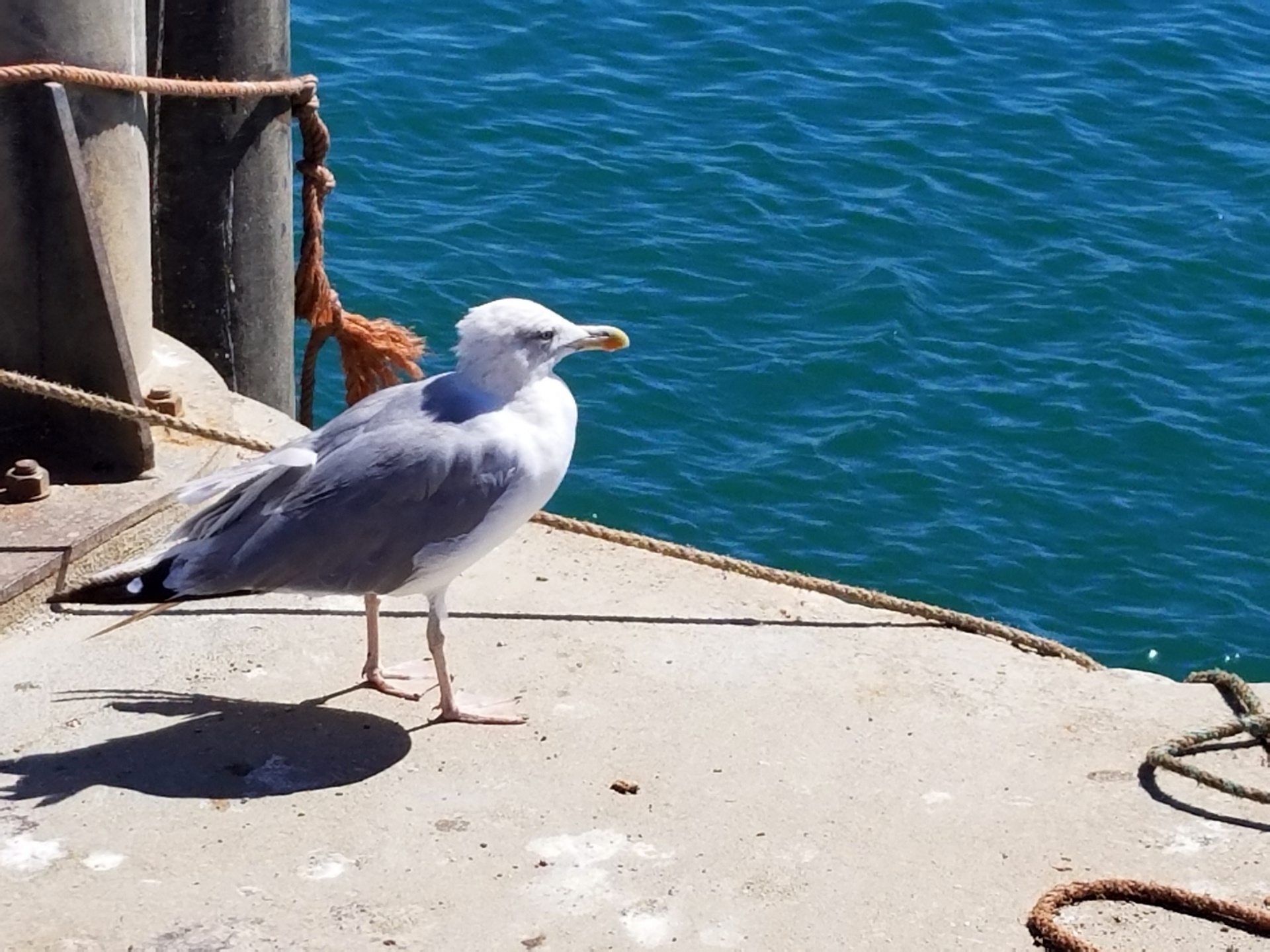 seagull ocean port free photo