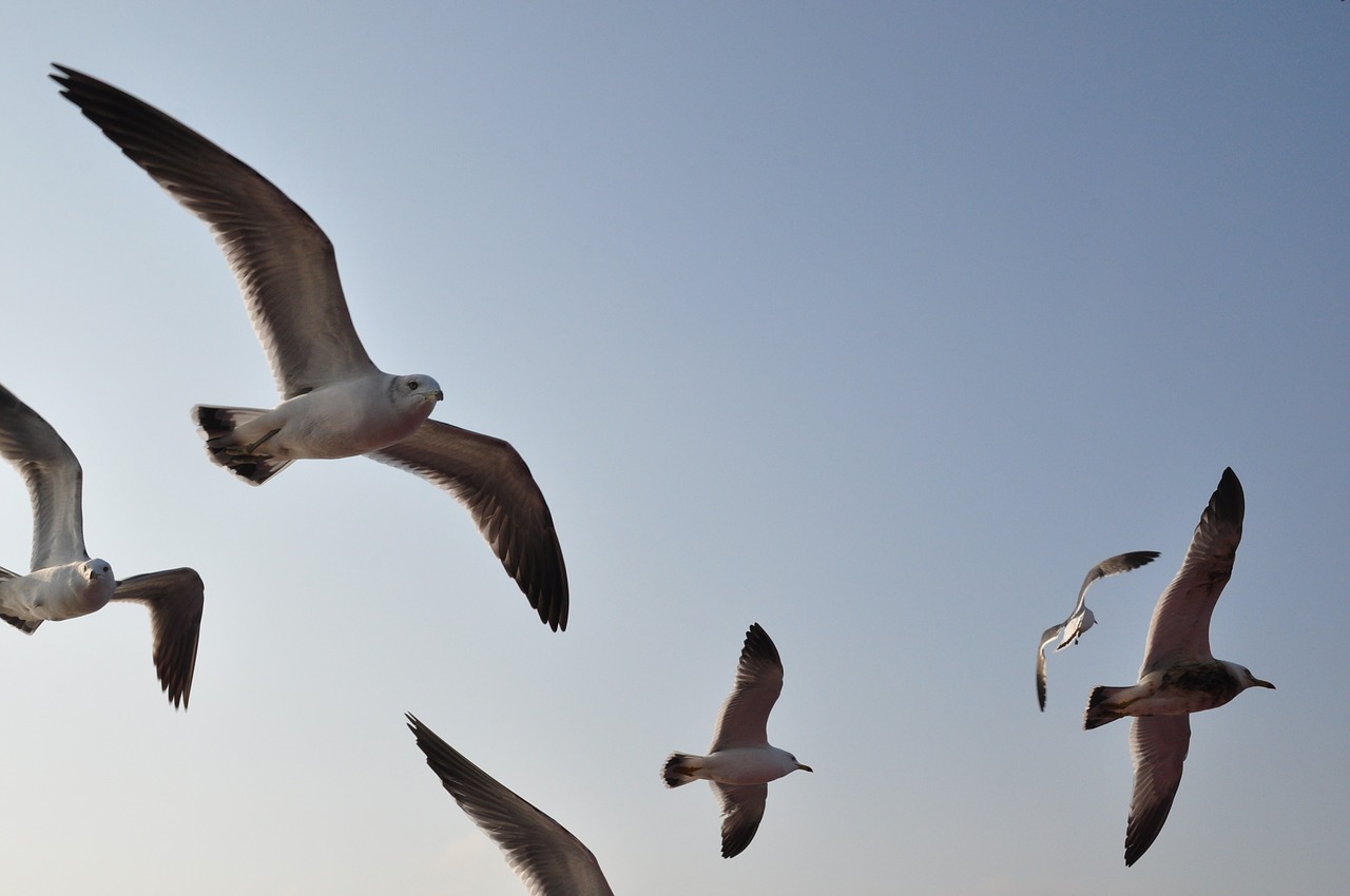 seagull emergency flight free photo