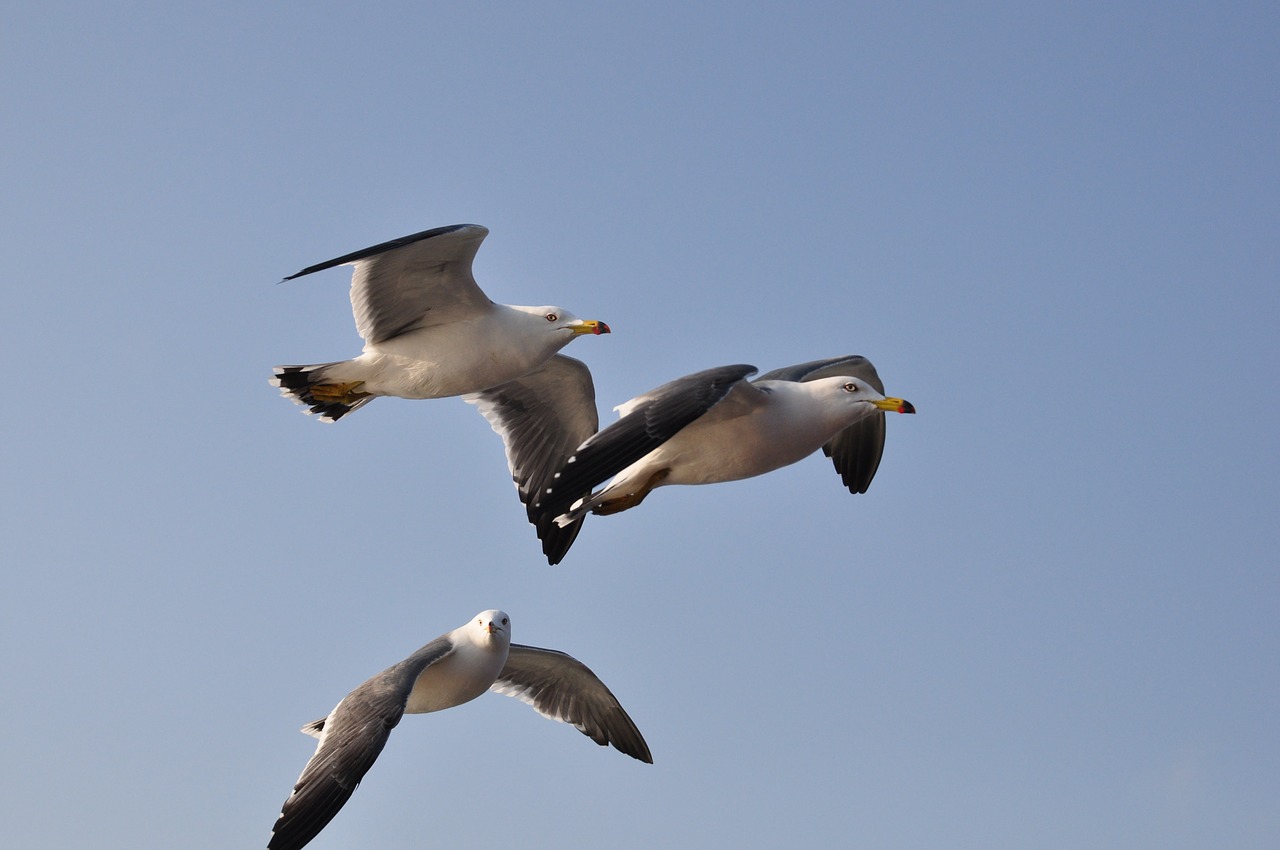 seagull emergency flight free photo