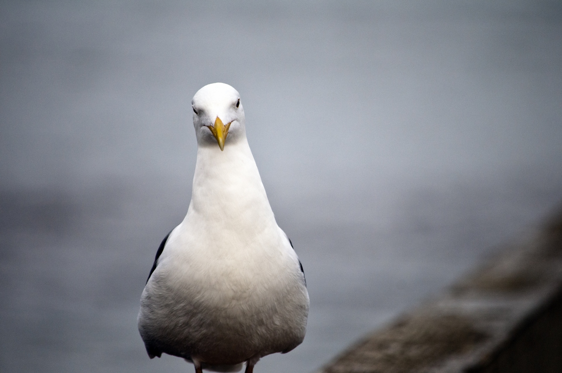 seagull sea gull bird free photo