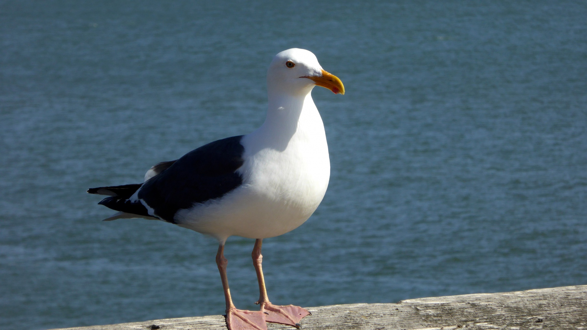 seagull seagulls pier free photo