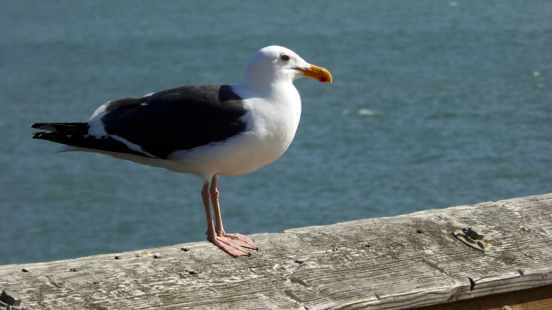 seagull sea gull bird free photo