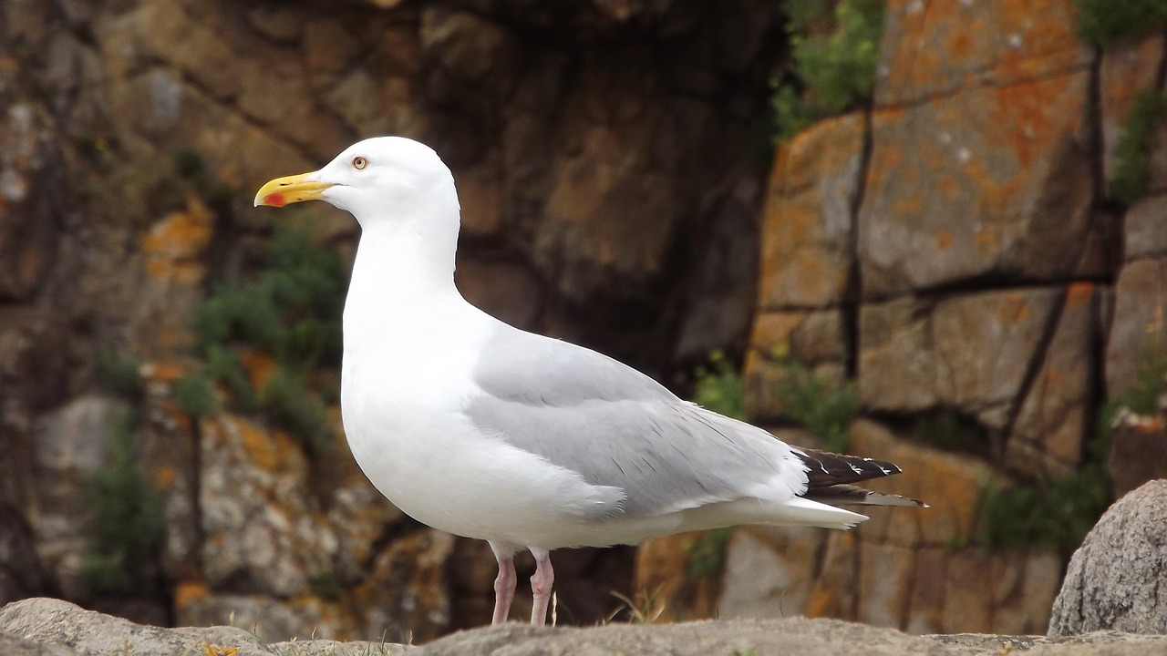 seagull sea ​​bird birds free photo