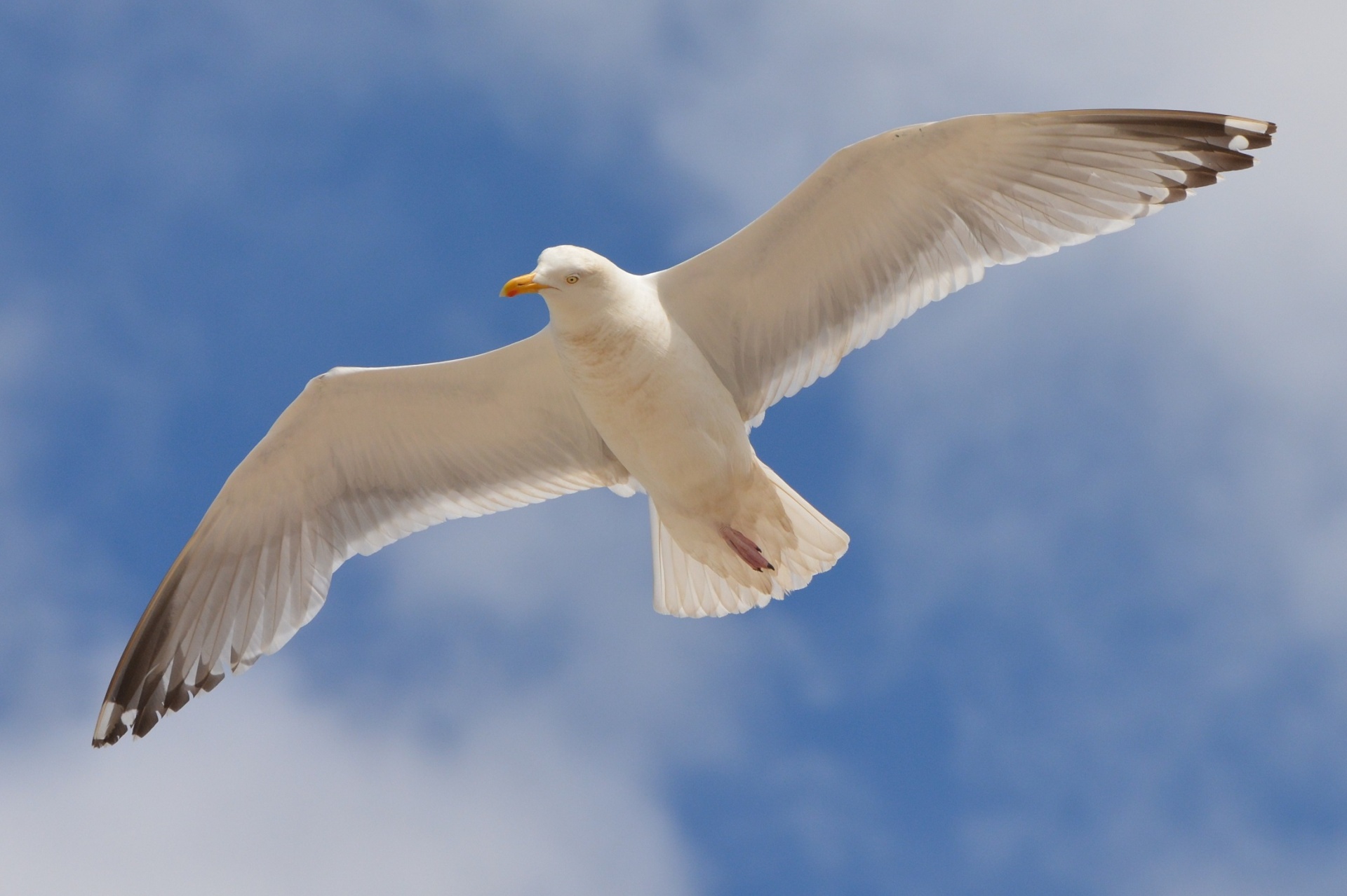 seagull bird flying free photo