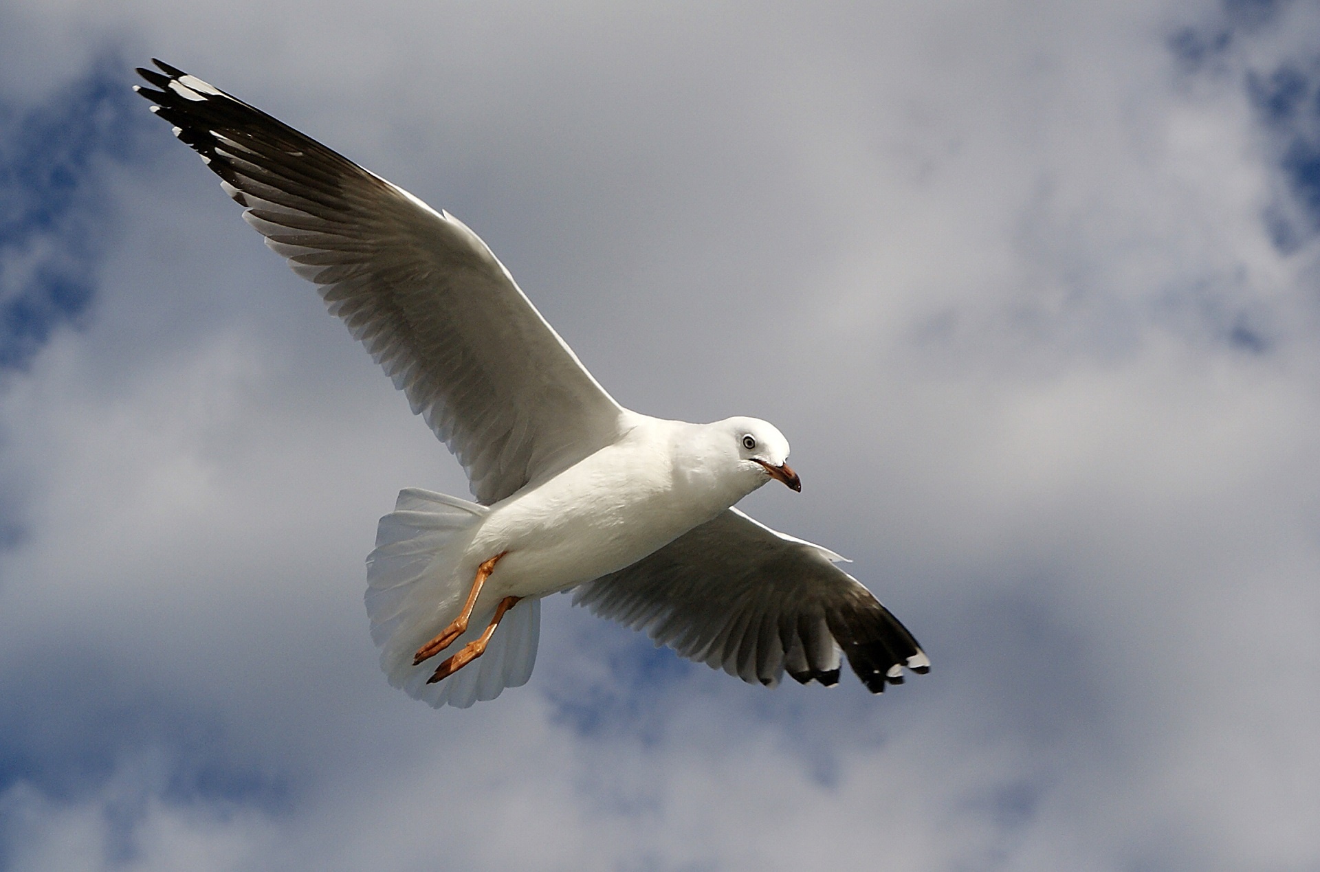 seagull flying flight free photo