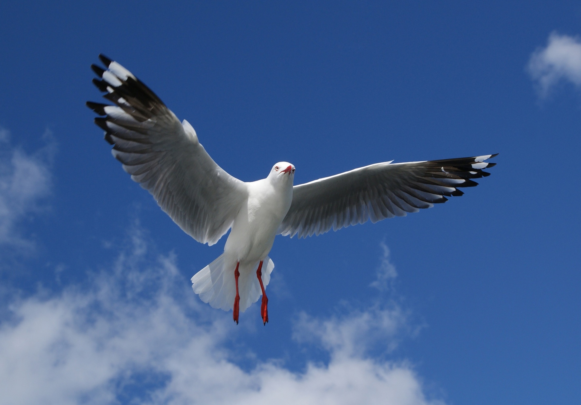 seagull flying flight free photo