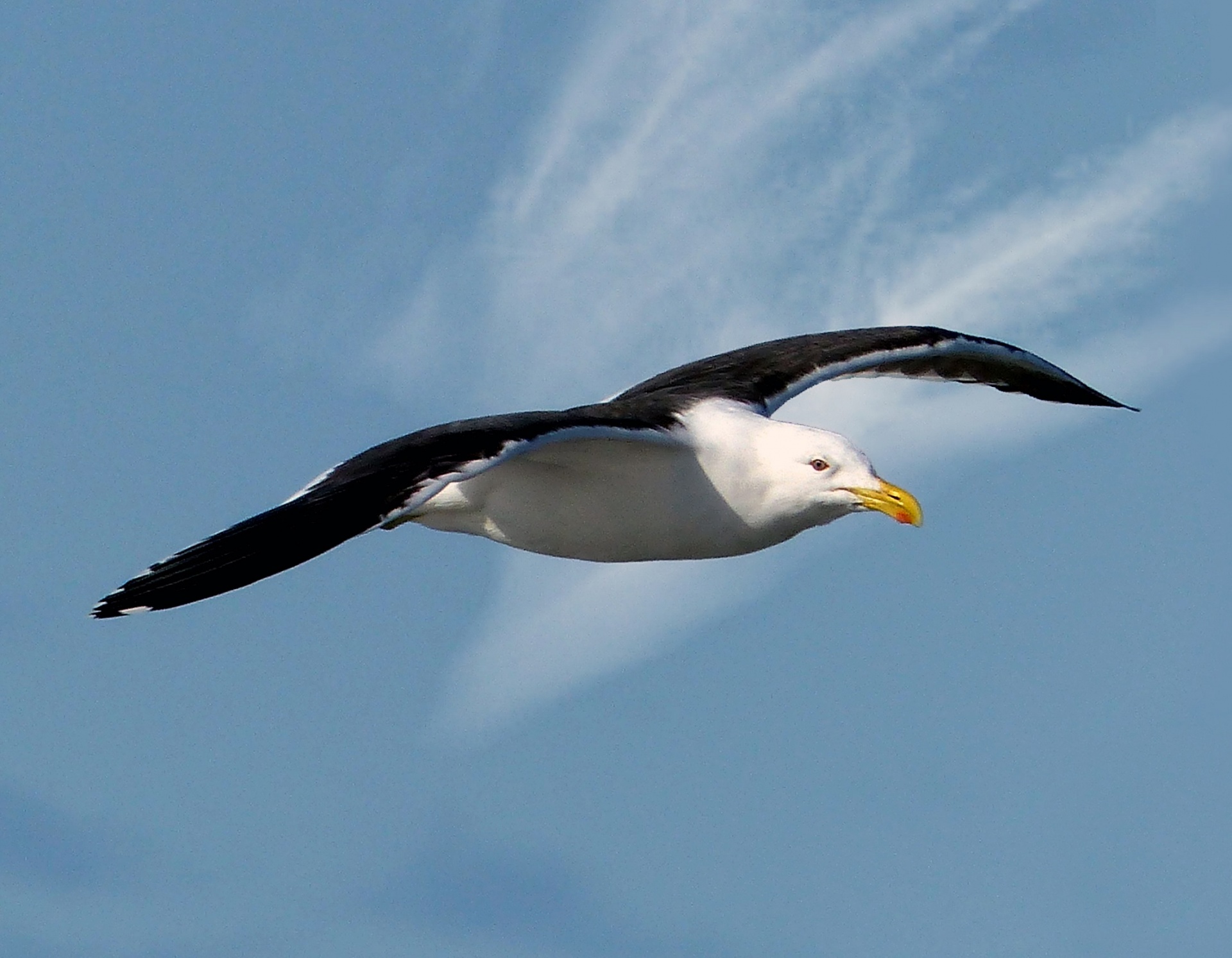 black backed seagull bird flying free photo