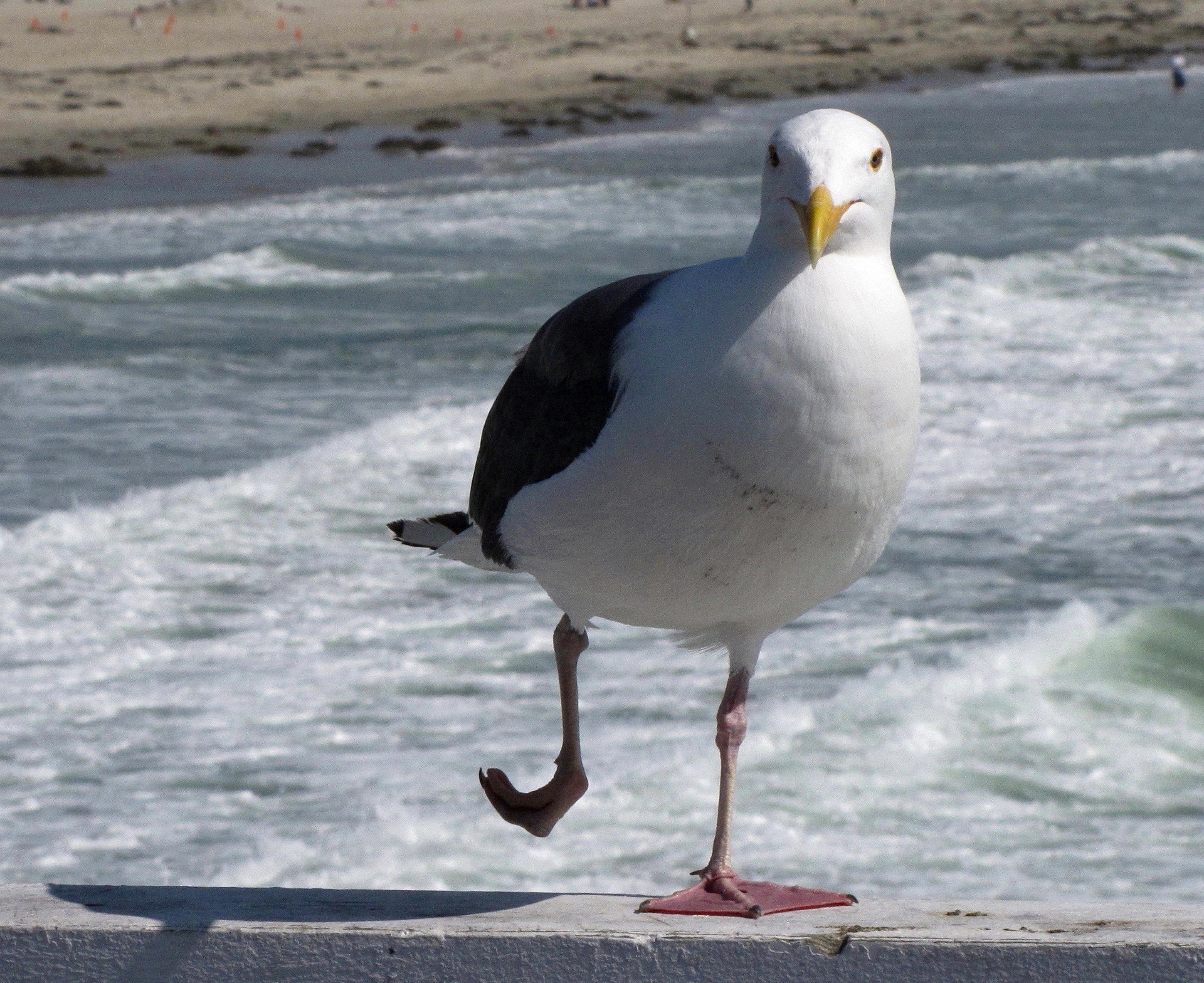 seagull gull bird free photo