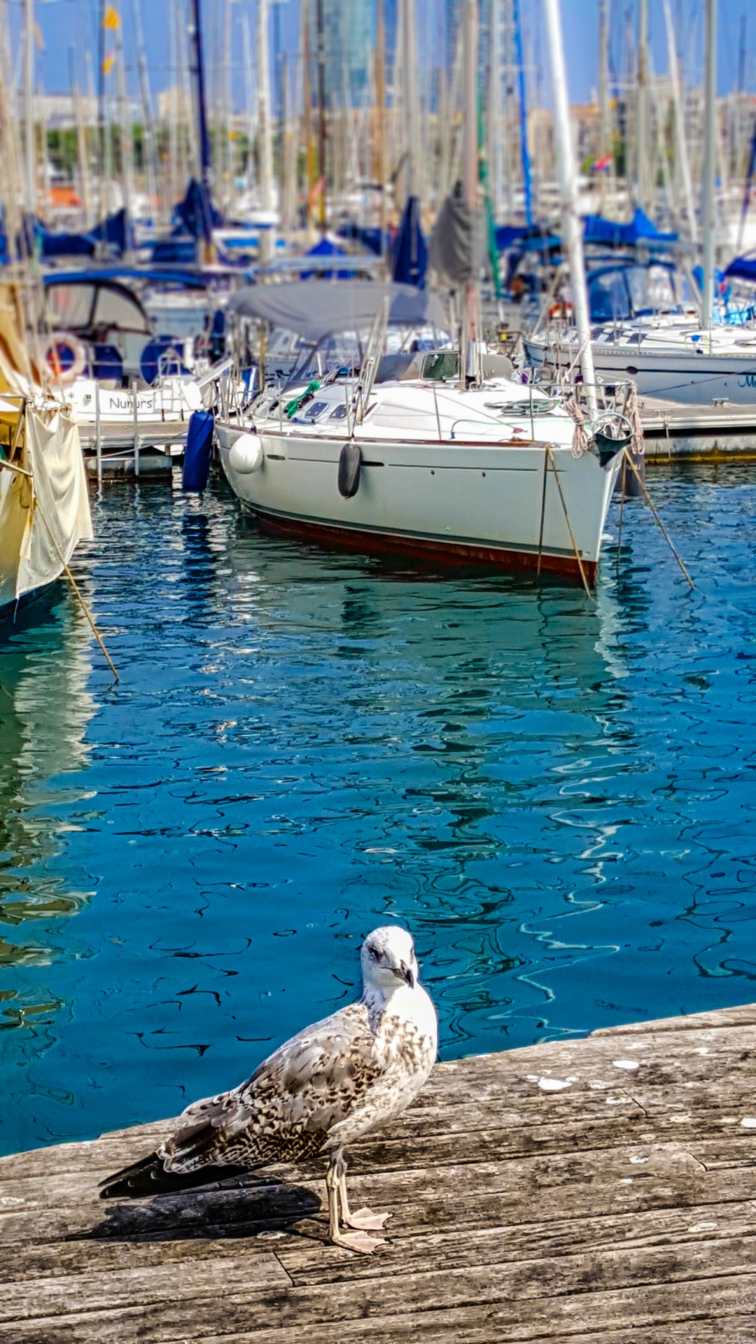 seagull seabird gull free photo