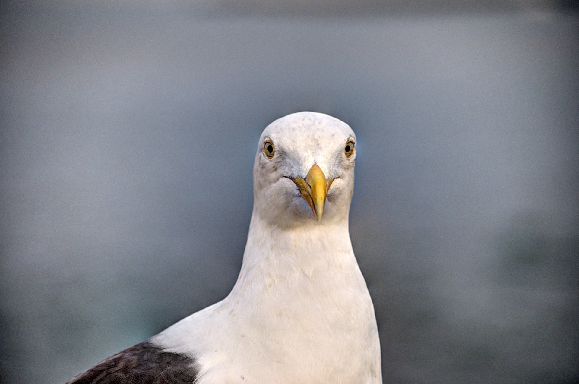 seagull sea gull bird free photo