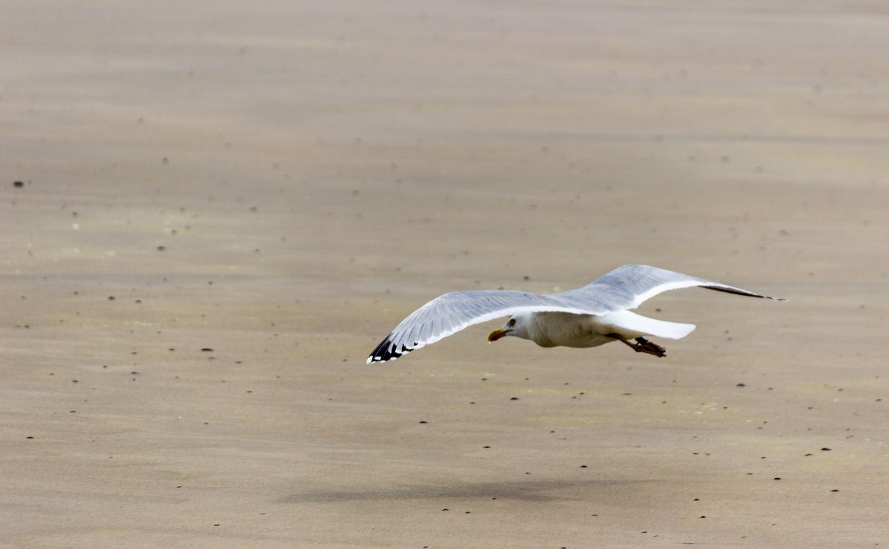 seagull beach fly free photo